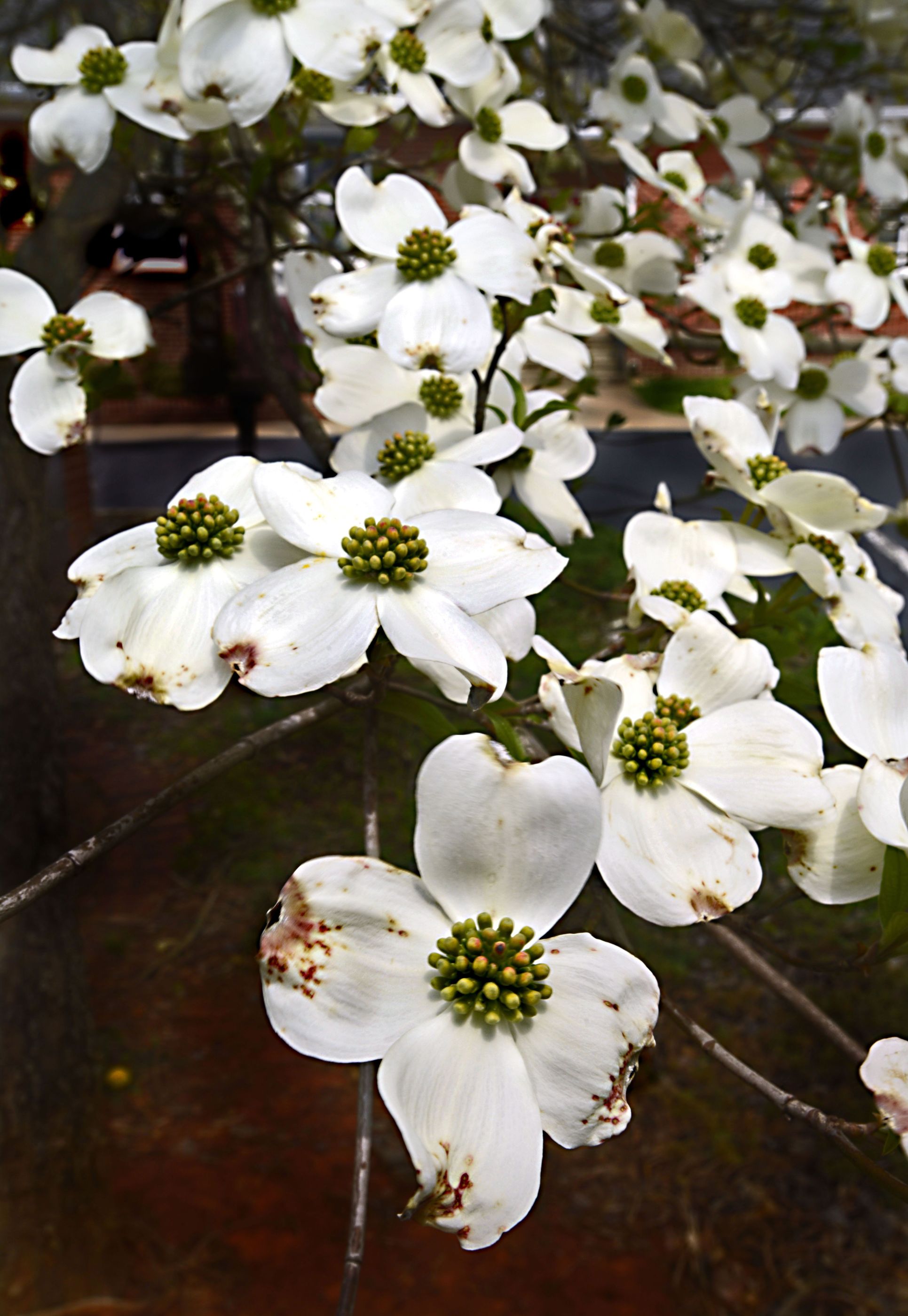 80 Printable Legend Of The Dogwood Tree 80