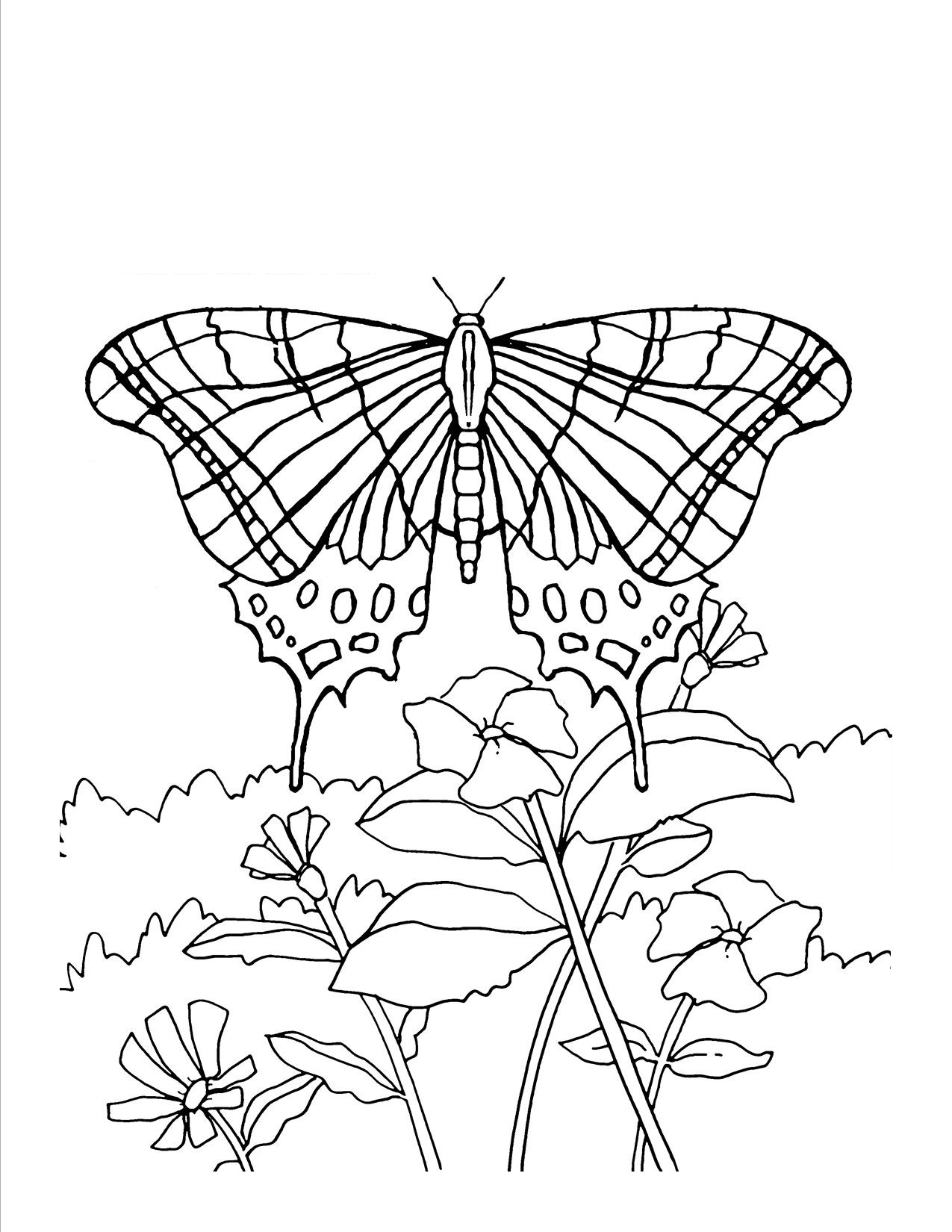 90 Butterfly Coloring Page Printable 42