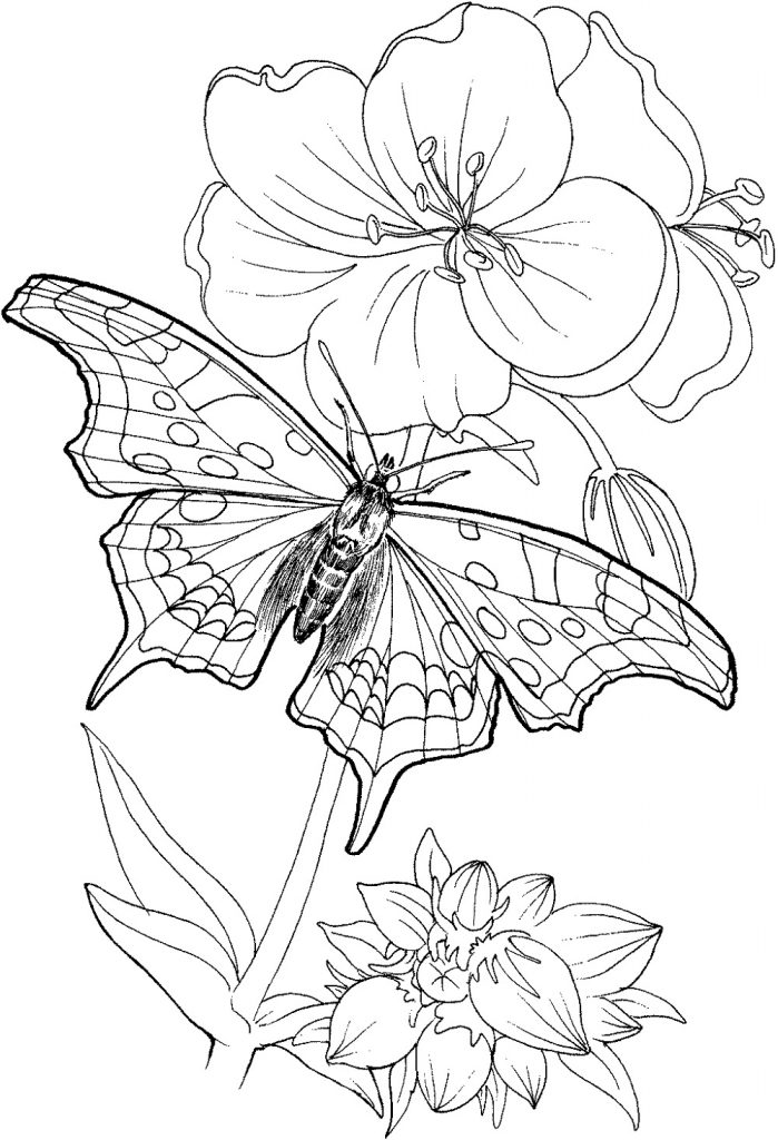 90 Butterfly Coloring Page Printable 46