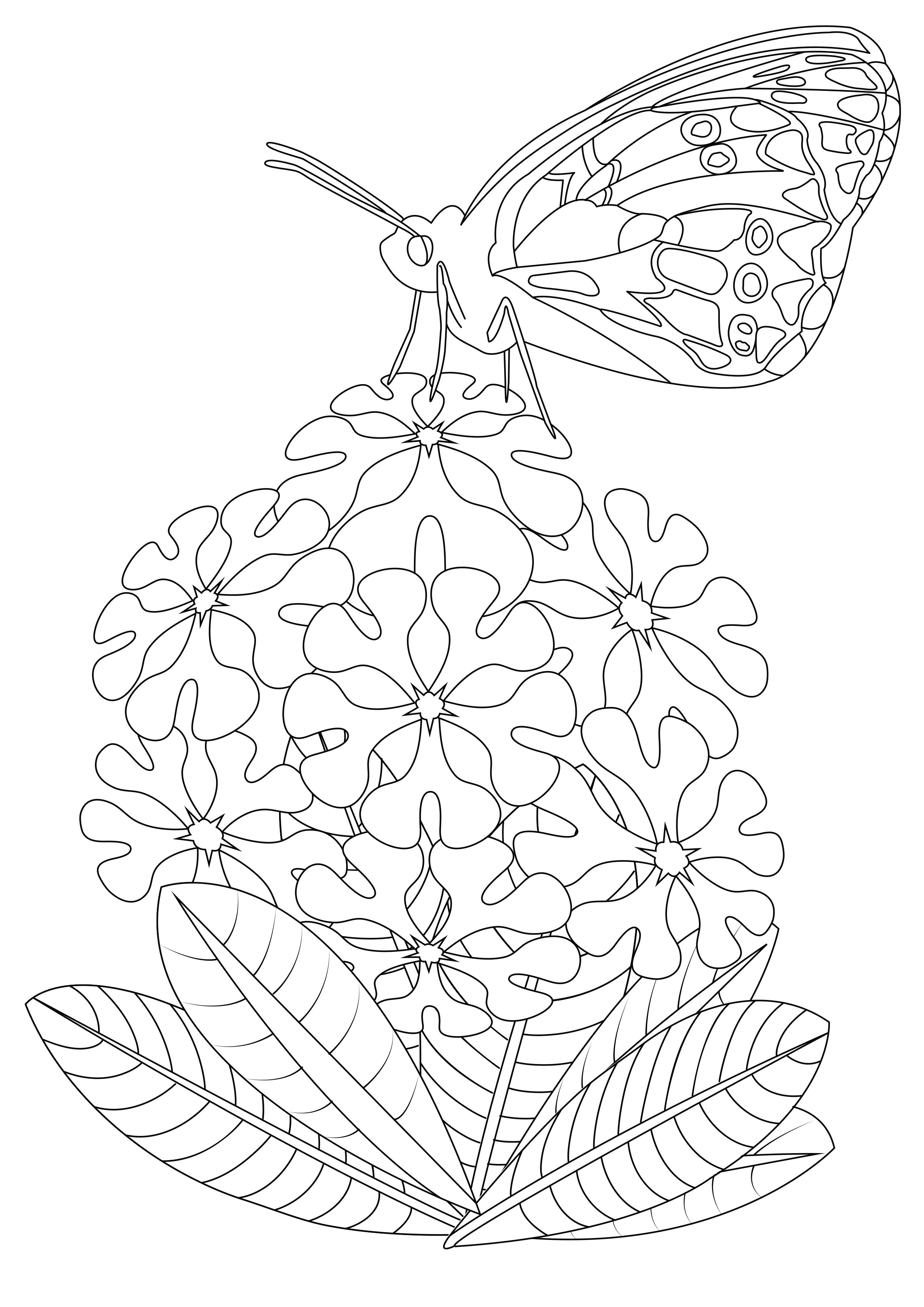 90 Butterfly Coloring Page Printable 53