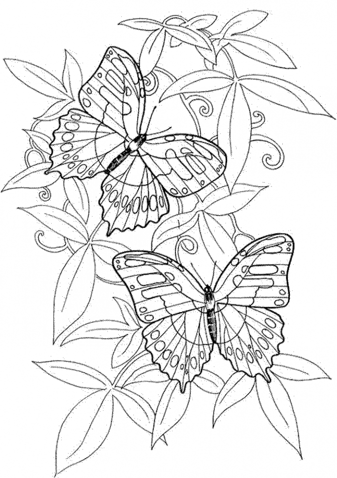 90 Butterfly Coloring Page Printable 56