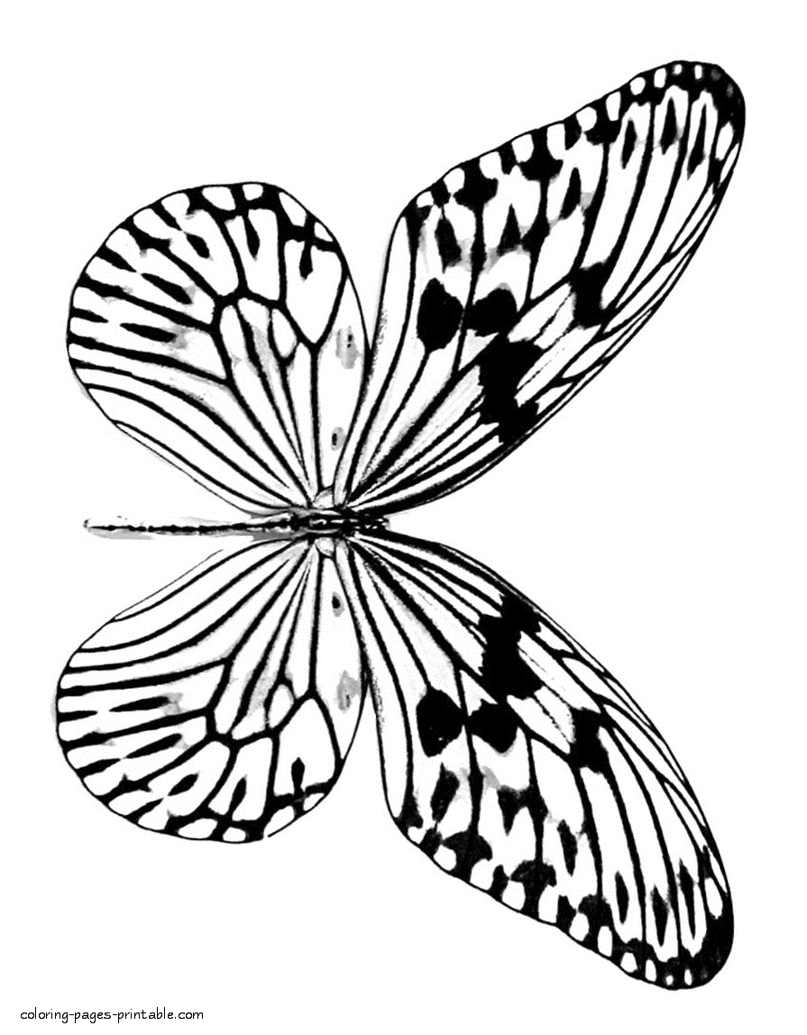 90 Butterfly Coloring Page Printable 58