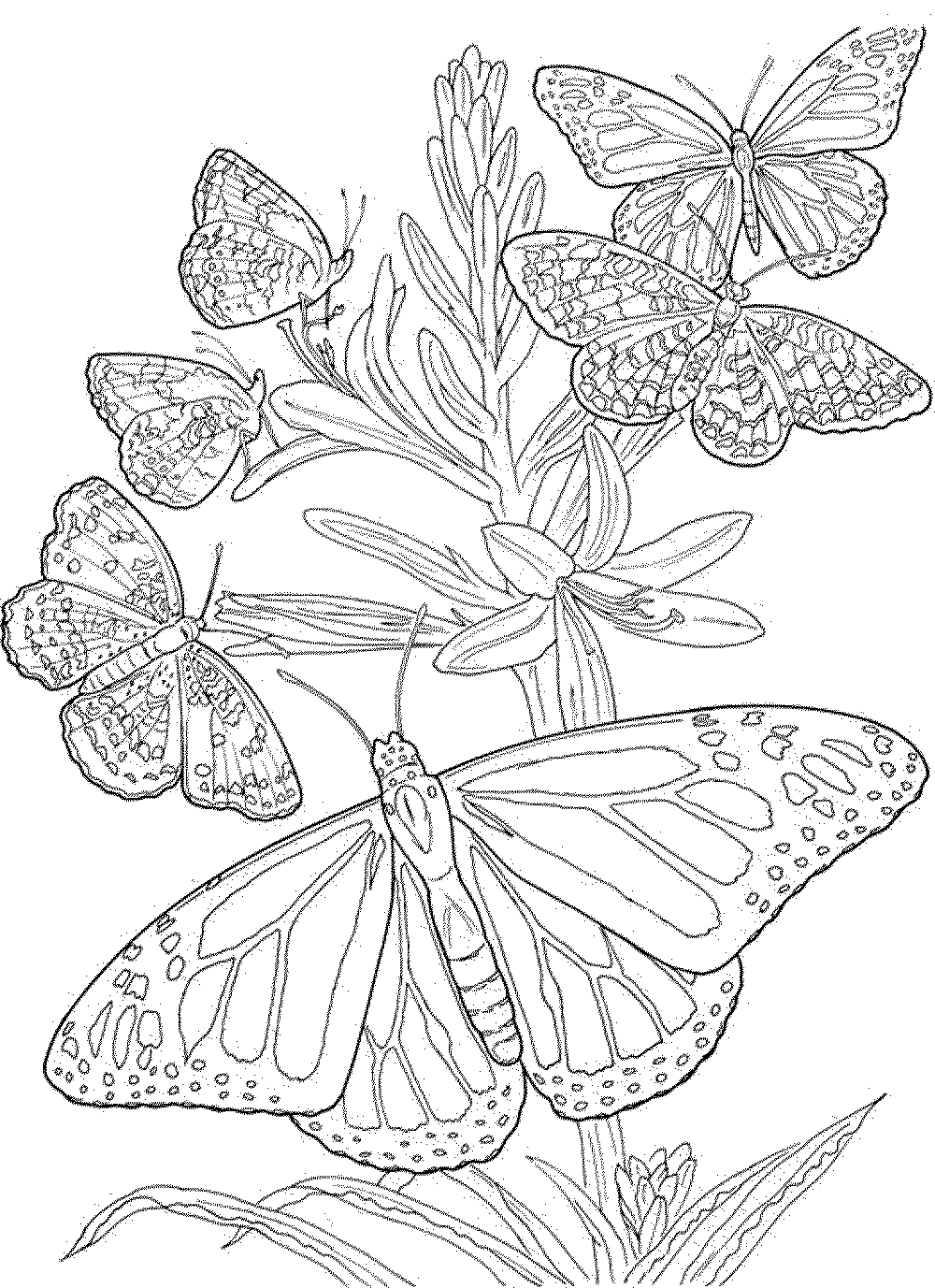 90 Butterfly Coloring Page Printable 83