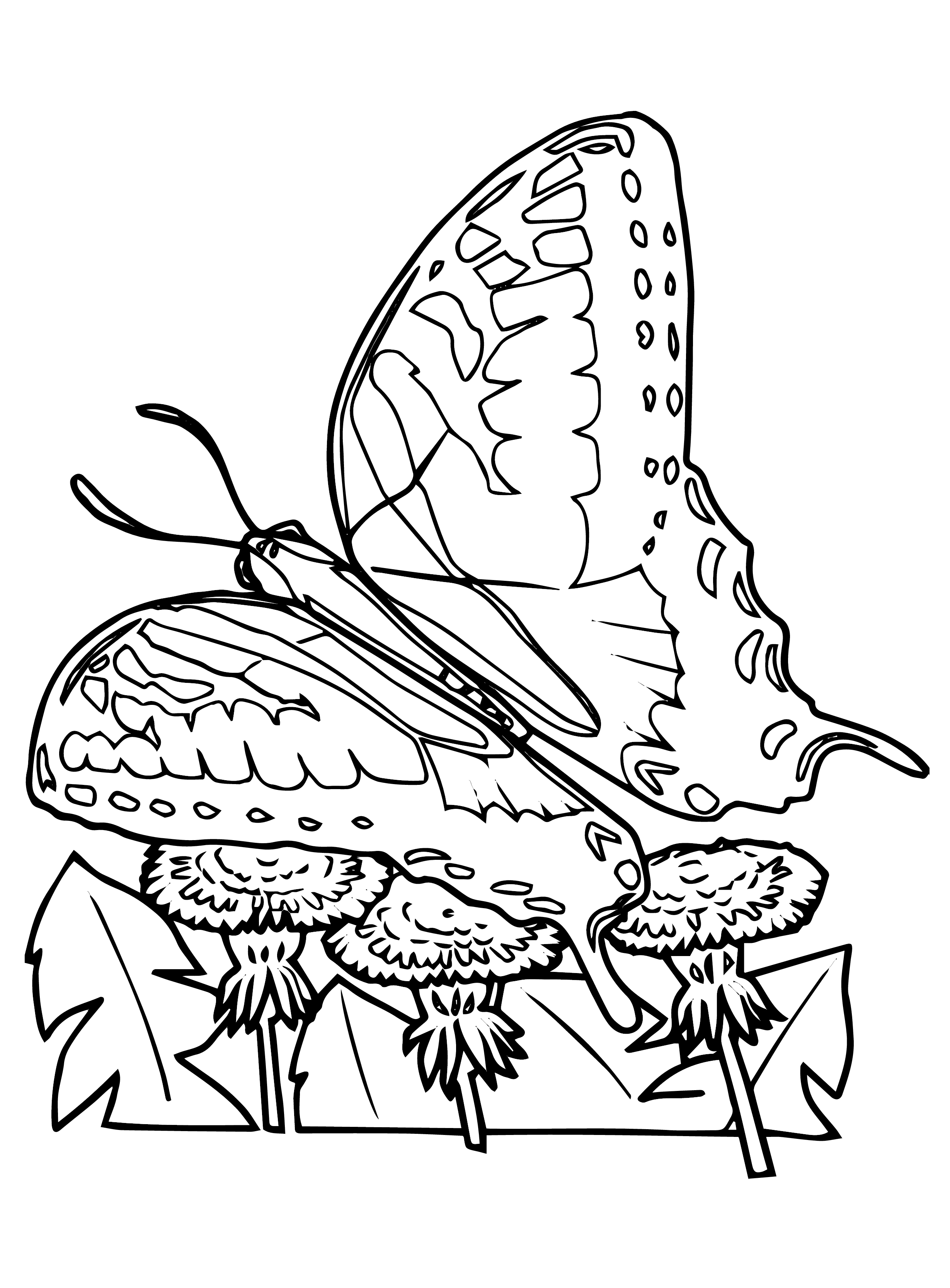 90 Butterfly Coloring Page Printable 86