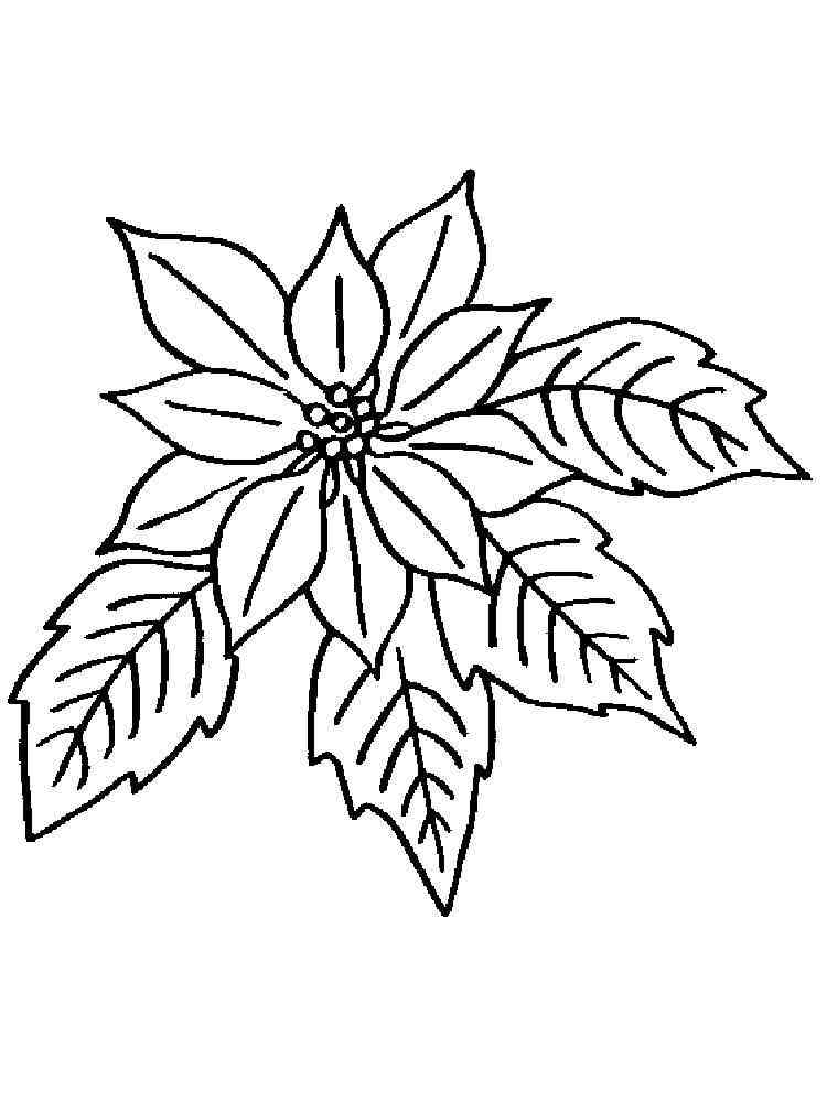 60 Poinsettia Template Printable Free 23