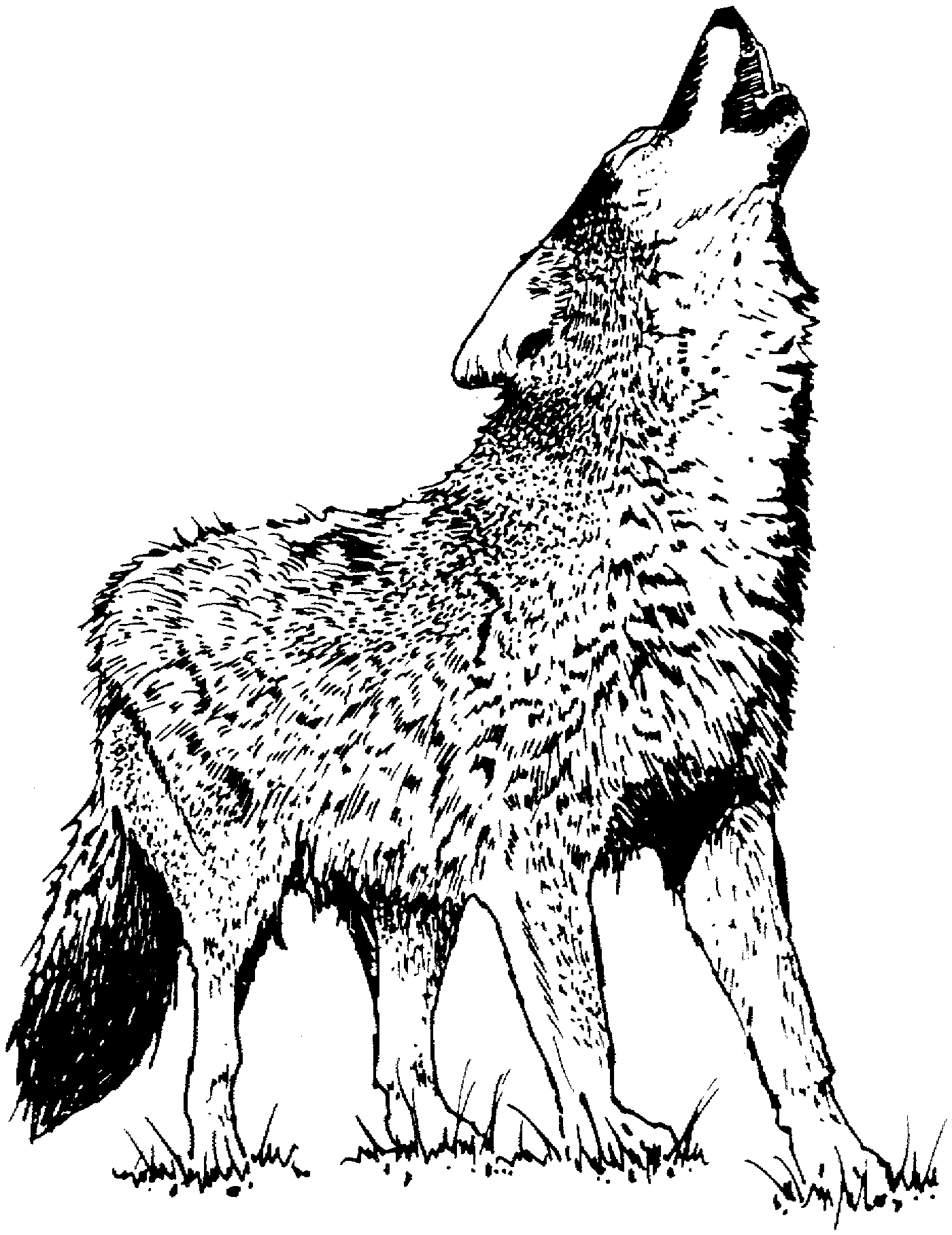 Save 60 Printable Coloring Pages Of Wolves Ideas 52