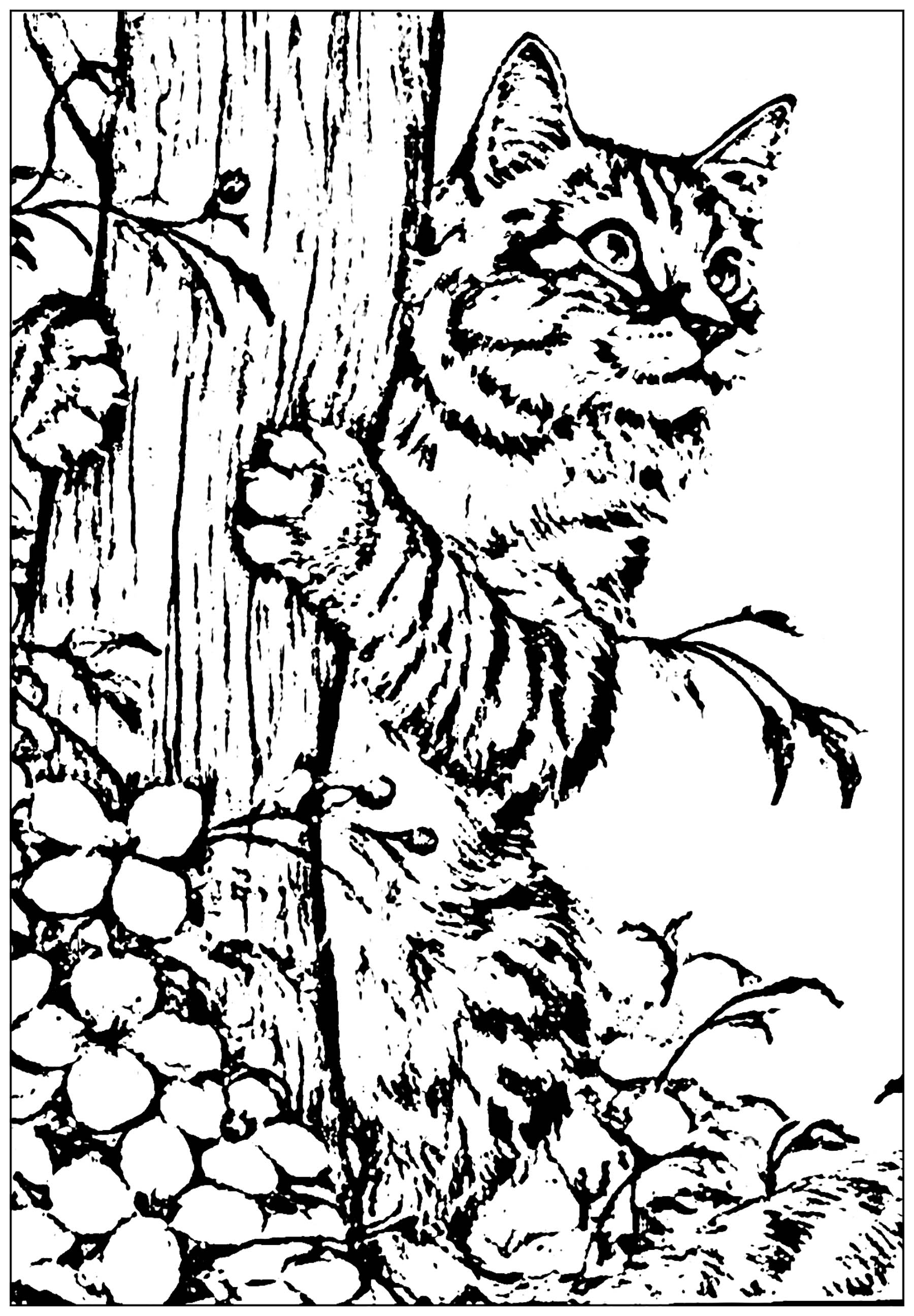 Save 60 Free Printable Coloring Pages Of Cats Ideas 51